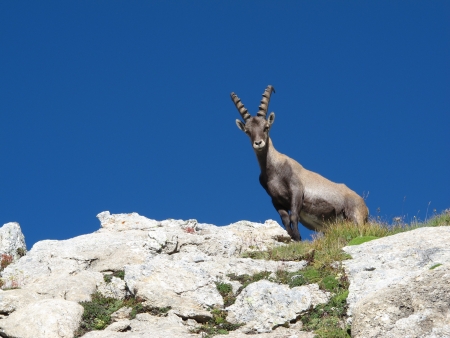 Curious alpine ibexの写真素材