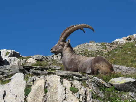 Relaxed alpine ibexの写真素材