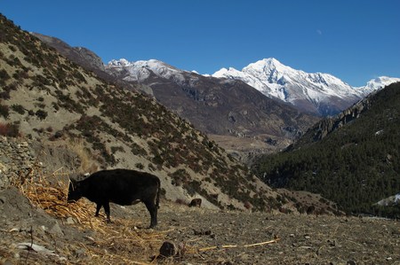 Scenery in the Annapurna Conservation Area, Nepalの写真素材