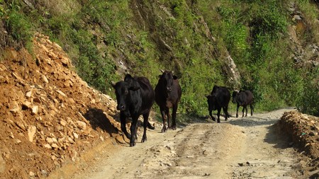 Cows walking on a dirt road in Nepalの写真素材