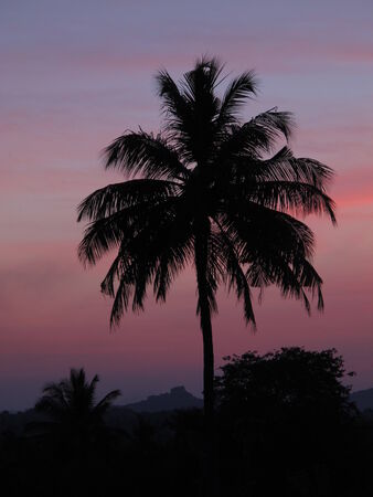 Palm at sunset, Hampiの写真素材