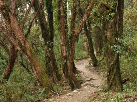 Trekking trail trough a beautiful rhododendron forest