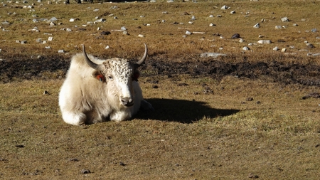 White yakの写真素材