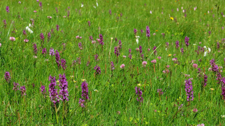 Alpine meadow with Alpine Dactylorhizaの写真素材