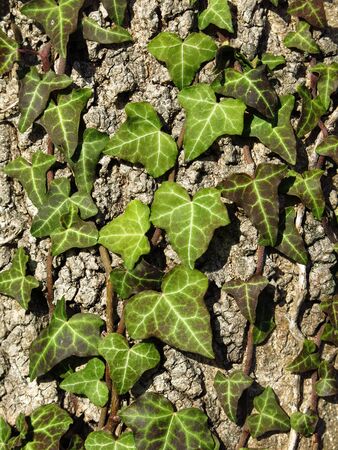 Ivy growing on a old treeの写真素材