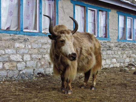 Big brown yakの写真素材