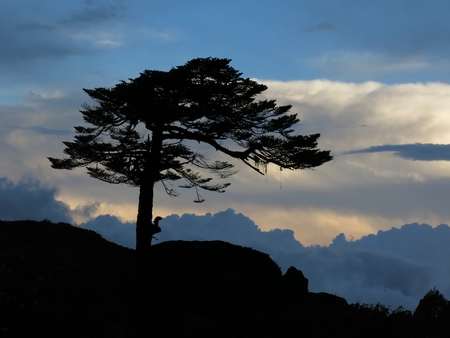 Wind blown tree and dramatic skyの写真素材