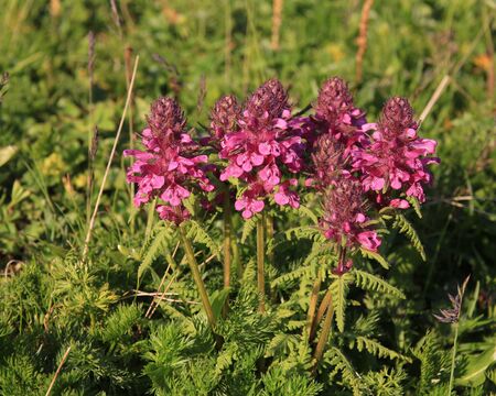 Whorled louseworth, rare pink wildflowerの写真素材