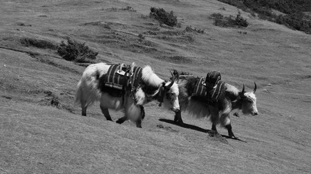 Two yaks walking down towards Namche Bazaarの写真素材