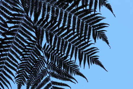 Contre-jour image of fern.の写真素材