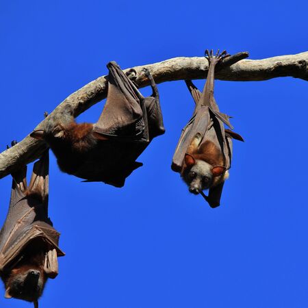 Big fruit bats living in Australia.の写真素材