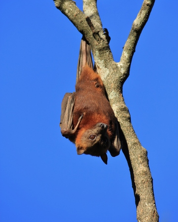 Wild animal living in Australia. Haloween symbol.