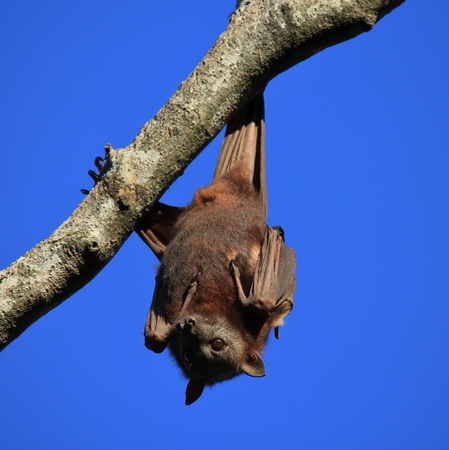 Haloween symbol bat. Flying fox also named fruit bat. Wild animal living in Australia.の写真素材