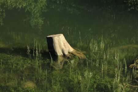 Scene at lake Obersee. Tree trunk and plans in the water.の写真素材