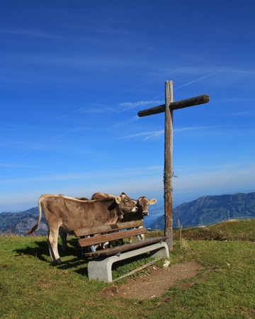 Summer scene in Stoos, Swiss Alps. Calves, bench and summit cross on top of mount Fronalpstock.の写真素材