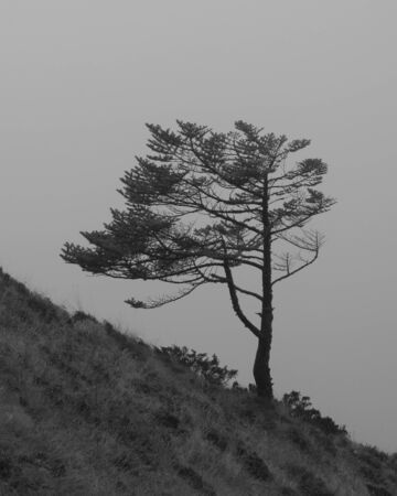 Weathered tree growing in 4000 meter altitude. Photographed in the Everest National Park, Nepal.