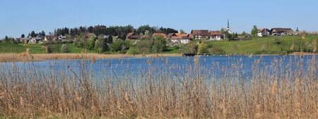 Reed on the shore of lake Pfaffikon. Village Seegraben. Spring day in Zurich Canton.の写真素材