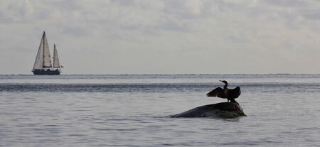 Scene at Moens Klint, Denmark.の写真素材