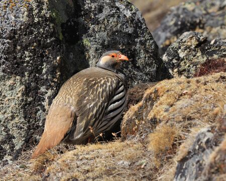 Tibetan snowcock, bird living in high altitude. Photographed in Gokyo, Nepal.の写真素材