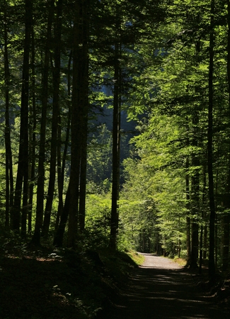 Path leading trough a beech forest. Scene at lake Klontalersee, Switzerland.の写真素材