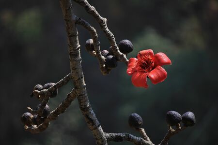 Red cotton tree flower photographed in Shyaphru Besi, Langtang National Park, Nepal.