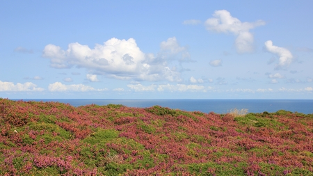 Meadow full of flowers at Cap Frehel, Brittany. French Coast. Nature background.