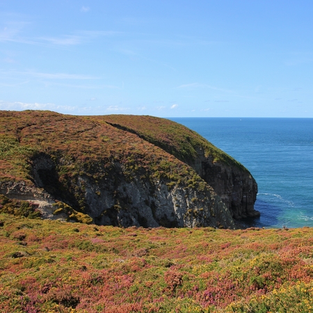 Meadow full of flowers at Cap Frehel, Brittany. French Coast.