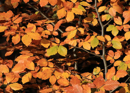 Golden beech leaves.