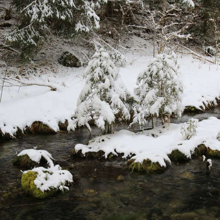 Snow covered small trees and creek.