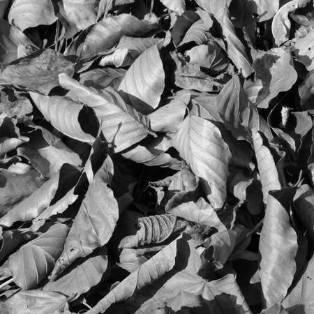 Dry leaves on the ground.の写真素材