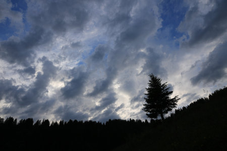 Outlines of a pine and dramatic sky.の写真素材