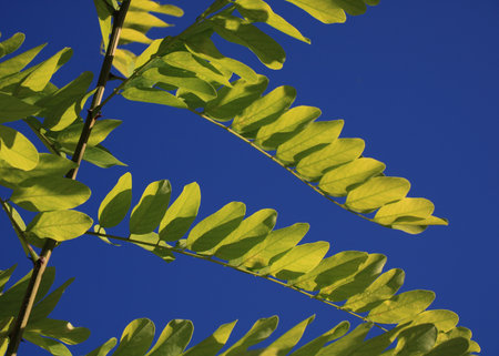 Bright green leaves and blue sky.の写真素材