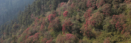 Blooming Laligurans forest in Nepal.の写真素材