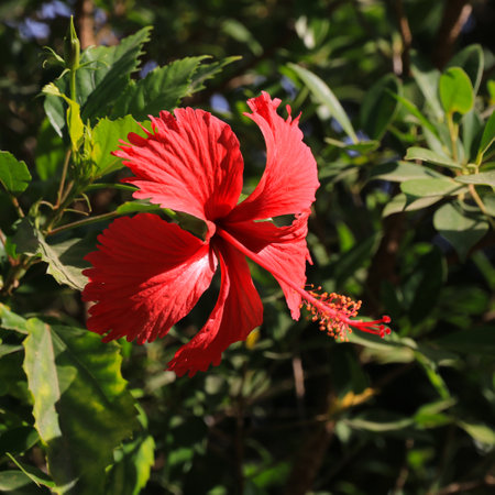 Red hibiscus flower, Thailand.の写真素材