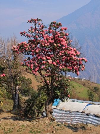 Blooming pink Rhododendron, Nepal.の写真素材