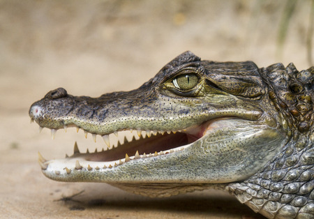 a young Crocodile