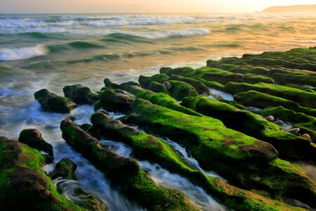 seaweed and sprayの写真素材