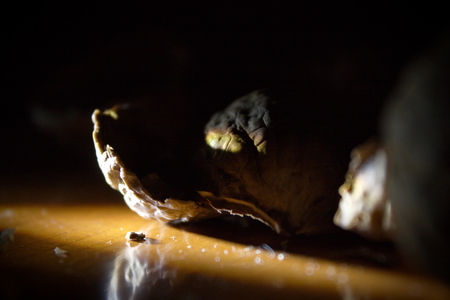Close up of a few cracked walnut shells on a wooden table with a ray of light on them