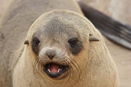 Brown Fur Seal (Arctocephalus pusillus) on Cape Cross, Namibia, Africaの写真素材