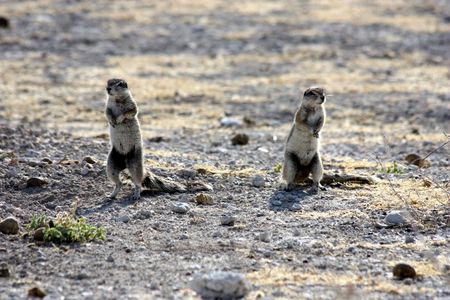Two squirrels pay attention to dangerous, Namibia, Etosha Parkの写真素材