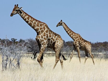 Namibian wild life, Etosha park, dry seasonの写真素材