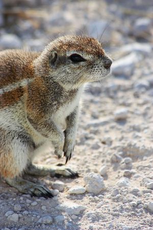 Namibian wild life, Etosha park, dry seasonの写真素材