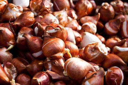 Detail of tulips bulbs in Amsterdam flowers marketの写真素材