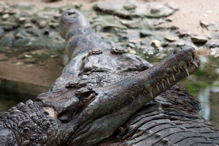 Portrait of a crocodile in a reptilariumの写真素材