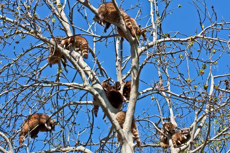 Procyon lotor Linnaeus: classification Mammalia - Placentalia - Carnivora - Fissipediaの写真素材