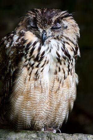 Bengale Eagle Owl in a nature reserve, Sutherland, Scotlandの写真素材