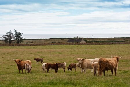 Group of Angus cows with calfs in Scotlandの写真素材
