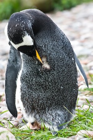 Latin name  Pygoscelis Papua, tipical of Falkland Islandsの写真素材