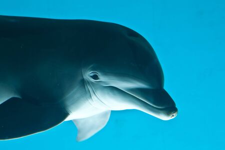 Dolphin portrait on blue background, aquarium of Genova - Italyの写真素材
