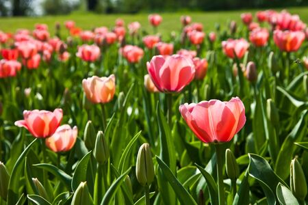 Selection of tulips filled by the sun. All flowers have turned heads to lightの写真素材